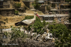 ورود پرندگان مهاجر به تالاب گندمان