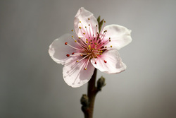 شکوفه های زودهنگام «خُلی دار»  - رشت