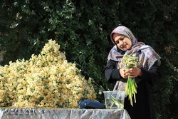 گلخانه پرورش گل لیلیوم  - اصفهان