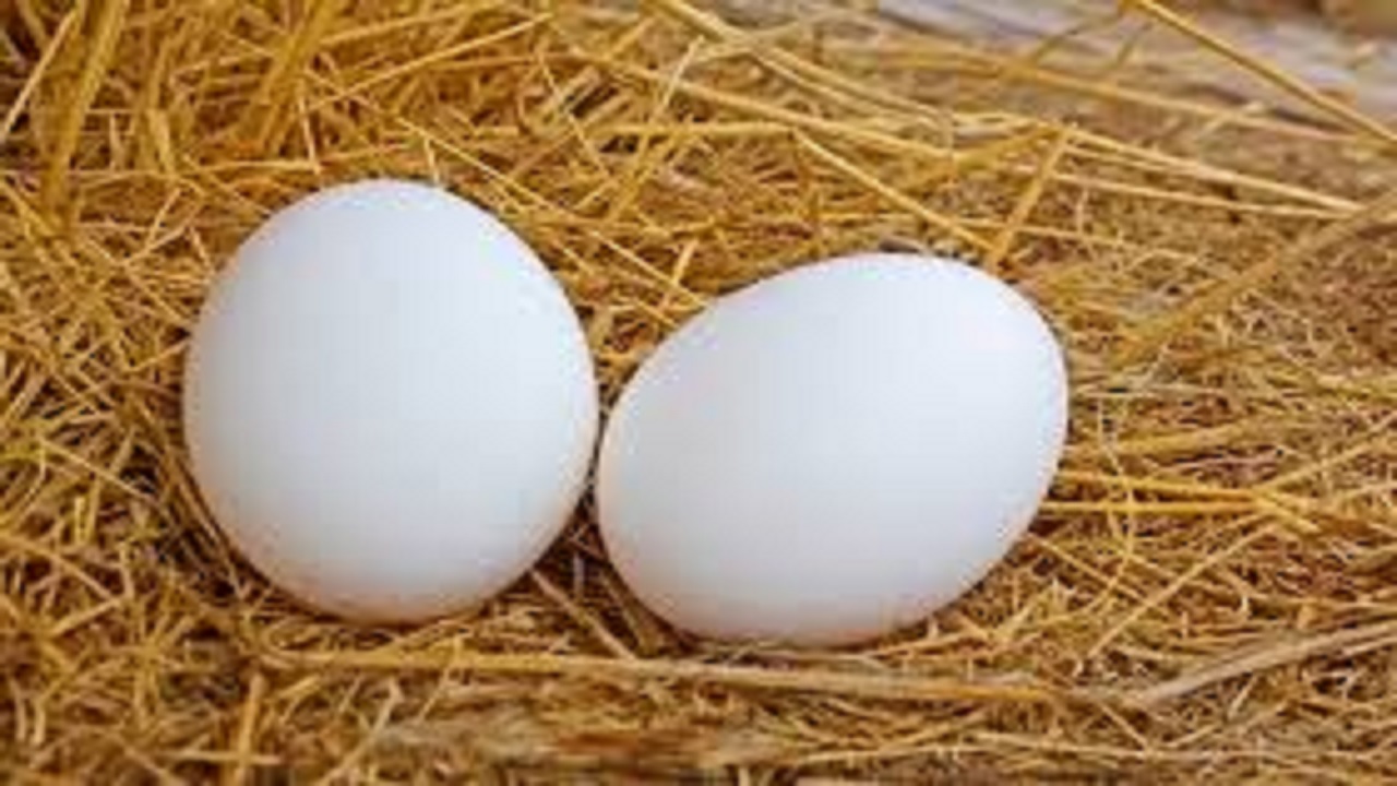 Куриное яйцо тест. 2 Куриных яйца. Утиные яйца. Яйца куриные в траве. Много куриных яиц.