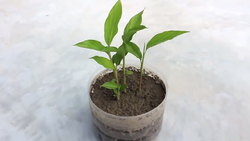 مراحل پرورش گل زنبق در خانه + فیلم