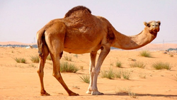 حرکت عجیب و غریب یک شتر برای جذب شترهای دیگر! + فیلم