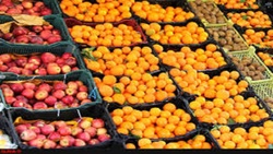 اهمیت میوه‌های گرمسیری و نیمه گرمسیری در اقتصاد کشور + فیلم