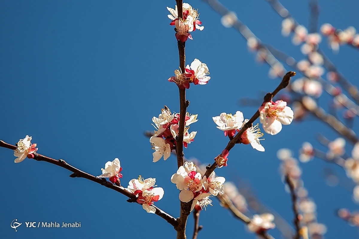 رنگ و بوی شکوفه های بهاری در رامیان گلستان