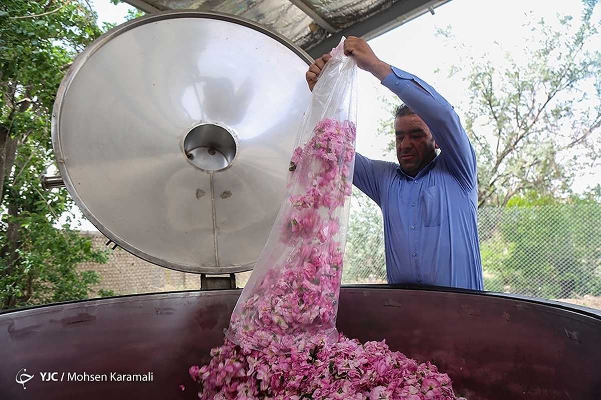 برداشت گل محمدی از باغ‌های مشهد