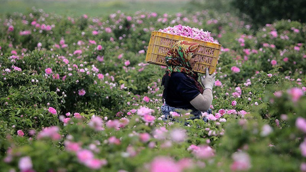 برداشت گل محمدی در چهارمحال و بختیاری