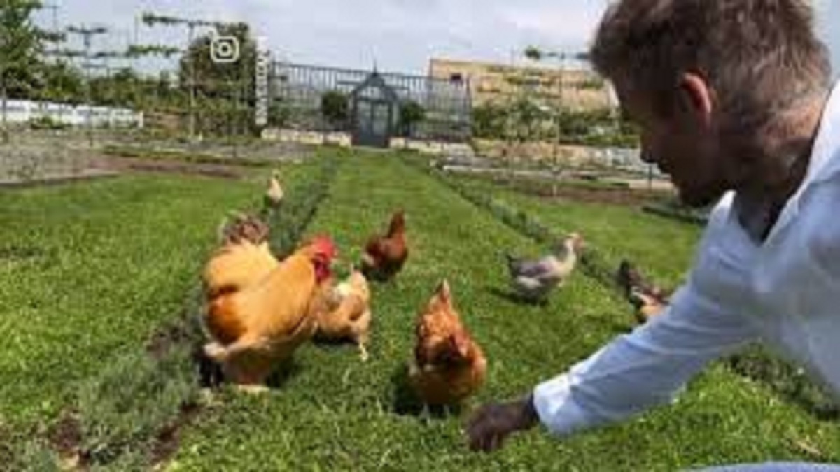 حضور جذاب و متفاوت انواع نژادهای مرغ و خروس زینتی + فیلم
