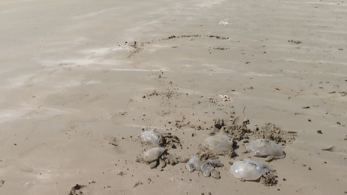 ثبت تصویری نادر از عروس دریایی به اندازه یک اتوبوس! + فیلم