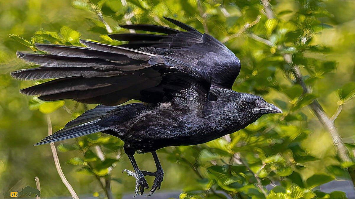 شكار،حشراتي