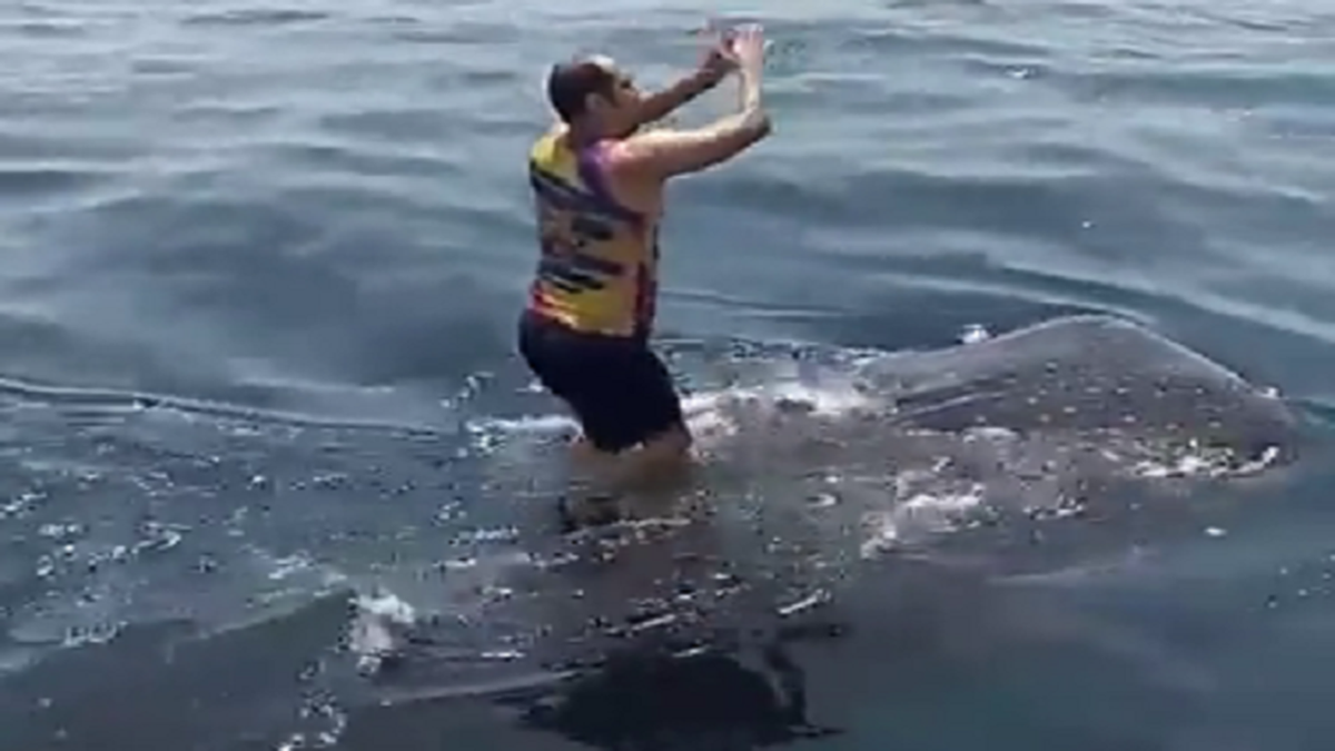 تلاش نهنگ «ادن» برای نفس کشیدن در دریای آلوده + فیلم